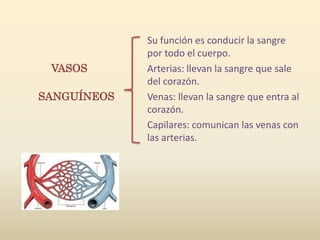 Su función es conducir la sangre
             por todo el cuerpo.
 VASOS       Arterias: llevan la sangre que sale
             del corazón.
SANGUÍNEOS   Venas: llevan la sangre que entra al
             corazón.
             Capilares: comunican las venas con
             las arterias.
 
