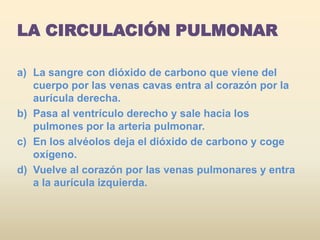 LA CIRCULACIÓN PULMONAR

a) La sangre con dióxido de carbono que viene del
   cuerpo por las venas cavas entra al corazón por la
   aurícula derecha.
b) Pasa al ventrículo derecho y sale hacia los
   pulmones por la arteria pulmonar.
c) En los alvéolos deja el dióxido de carbono y coge
   oxígeno.
d) Vuelve al corazón por las venas pulmonares y entra
   a la aurícula izquierda.
 