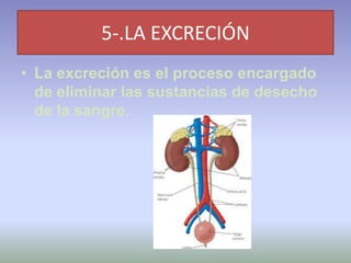 5-.LA EXCRECIÓN
• La excreción es el proceso encargado
  de eliminar las sustancias de desecho
  de la sangre.
 
