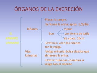 ÓRGANOS DE LA EXCRECIÓN
                       -Filtran la sangre.
                       -Se forma la orina: aprox. 1,5l/día
            Riñones                    rojizos
  EL                        Son         con forma de judía
APARATO                                 de aprox. 10cm
URINARIO               -Uréteres: unen los riñones
                       con la vejiga.
           Vías        -Vejiga urinaria: bolsa elástica que
           Urinarias   almacena la orina.
                       -Uretra: tubo que comunica la
                       vejiga con el exterior.
 
