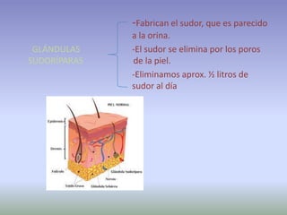 -Fabrican el sudor, que es parecido
              a la orina.
 GLÁNDULAS    -El sudor se elimina por los poros
SUDORÍPARAS   de la piel.
              -Eliminamos aprox. ½ litros de
              sudor al día
 