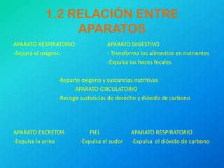 1.2 RELACIÓN ENTRE
               APARATOS
APARATO RESPIRATORIO             APARATO DIGESTIVO
-Separa el oxígeno               - Transforma los alimentos en nutrientes
                                 -Expulsa las heces fecales

              -Reparte oxígeno y sustancias nutritivas
                    APARATO CIRCULATORIO
              -Recoge sustancias de desecho y dióxido de carbono




APARATO EXCRETOR           PIEL            APARATO RESPIRATORIO
-Expulsa la orina      -Expulsa el sudor   -Expulsa el dióxido de carbono
 
