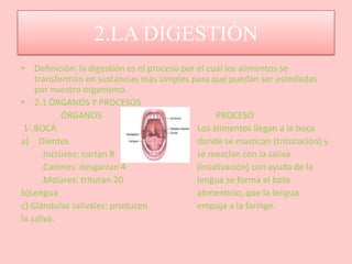 2.LA DIGESTIÓN
• Definición: la digestión es el proceso por el cual los alimentos se
    transforman en sustancias más simples para que puedan ser asimiladas
    por nuestro organismo.
• 2.1 ÓRGANOS Y PROCESOS
            ÓRGANOS                               PROCESO
 1-.BOCA                                     Los alimentos llegan a la boca
a) Dientes                                   donde se mastican (trituración) y
      .Incisivos: cortan 8                   se mezclan con la saliva
      .Caninos: desgarran 4                  (insalivación) con ayuda de la
      .Molares: trituran 20                  lengua se forma el bolo
b)Lengua                                     alimenticio, que la lengua
c) Glándulas salivales: producen             empuja a la faringe.
la saliva.
 