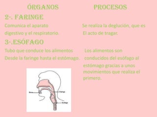 ÓRGANOS                          PROCESOS
2-. FARINGE
Comunica el aparato                Se realiza la deglución, que es
digestivo y el respiratorio.       El acto de tragar.
3-.ESÓFAGO
Tubo que conduce los alimentos       Los alimentos son
Desde la faringe hasta el estómago. conducidos del esófago al
                                    estómago gracias a unos
                                    movimientos que realiza el
                                    primero.
 