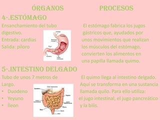 ÓRGANOS                      PROCESOS
4-.ESTÓMAGO
Ensanchamiento del tubo      El estómago fabrica los jugos
digestivo.                   gástricos que, ayudados por
Entrada: cardias            unos movimientos que realizan
Salida: píloro              los músculos del estómago,
                            convierten los alimentos en
                            una papilla llamada quimo.
5-.INTESTINO DELGADO
Tubo de unos 7 metros de    El quimo llega al intestino delgado.
Largo.                     Aquí se transforma en una sustancia
• Duodeno                  llamada quilo. Para ello utiliza:
• Yeyuno                   el jugo intestinal, el jugo pancreático
• Íleon                    y la bilis.
 