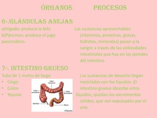 ÓRGANOS             PROCESOS
6-.GLÁNDULAS ANEJAS
a)Hígado: produce la bilis    Las sustancias aprovechables
b)Páncreas: produce el jugo      (vitaminas, proteínas, grasas,
pancreático.                     hidratos, minerales) pasan a la
                                 sangre a través de las vellosidades
                                 intestinales que hay en las paredes
                                 del intestino.
7-. INTESTINO GRUESO
Tubo de 1 metro de largo         Las sustancias de desecho llegan
• Ciego                          mezcladas con los líquidos .El
• Colon                          intestino grueso absorbe estos
• Yeyuno                      líquidos, quedan los excrementos
                                 sólidos, que son expulsados por el
                                 ano.
 