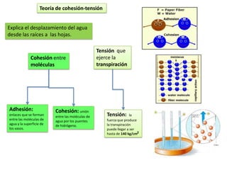 Teoría de cohesión-tensión


Explica el desplazamiento del agua
desde las raíces a las hojas.

                                                   Tensión que
              Cohesión entre                       ejerce la
              moléculas                            transpiración




Adhesión:                 Cohesión: unión
enlaces que se forman     entre las moléculas de       Tensión:       la
entre las moléculas de    agua por los puentes         fuerza que produce
agua y la superficie de   de hidrógeno.                la transpiración
los vasos.                                             puede llegar a ser
                                                       hasta de 140 kg/cm2
 