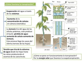 ¿Cómo funciona la transpiración?


   Evaporación del agua a través
   de los estomas

    Aumento de la
    concentración de solutos
    en cámara estomática

   La ósmosis tira del agua de las
   células próximas, esto produce
   el bucle: pérdida de agua-
   aumento de soluto-aumento de
   ósmosis.
   Este proceso llega los vasos del
   xilema (nervios de las hojas)

Tensión que tira de la columna
de agua desde las hojas hasta
las raíces produciendo el
ascenso de las savia bruta.        ¿Cómo se pone en funcionamiento la transpiración?
                                   Por la energía solar que favorece la evapotranspiración.
 