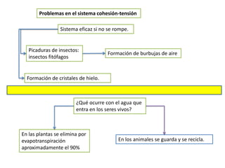 Problemas en el sistema cohesión-tensión

                 Sistema eficaz si no se rompe.


   Picaduras de insectos:
                                     Formación de burbujas de aire
   insectos fitófagos


  Formación de cristales de hielo.



                        ¿Qué ocurre con el agua que
                        entra en los seres vivos?



En las plantas se elimina por
evapotranspiración                        En los animales se guarda y se recicla.
aproximadamente el 90%
 