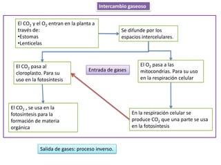 Intercambio gaseoso


  El CO2 y el O2 entran en la planta a
  través de:                                      Se difunde por los
  •Estomas                                        espacios intercelulares.
  •Lenticelas



  El CO2 pasa al                                          El O2 pasa a las
                                   Entrada de gases       mitocondrias. Para su uso
  cloroplasto. Para su
  uso en la fotosíntesis                                  en la respiración celular




El CO2 , se usa en la
fotosíntesis para la                                  En la respiración celular se
formación de materia                                  produce CO2 que una parte se usa
orgánica                                              en la fotosíntesis



             Salida de gases: proceso inverso.
 