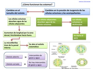 referencia: Carlos González


                     ¿Cómo funcionan los estomas?

  Cambios en el                                   Cambios en la presión de turgencia de las
  tamaño del ostiolo                              células oclusivas y las acompañantes

     Las células oclusivas            Las células adyacentes                 Las células
     absorben agua de las             absorben agua de las                   oclusivas se
     células adyacentes               células oclusivas                      deshinchan



Aumentan de longitud por la zona
dorsal, hinchándose hacia fuera.                                               Se cierra el
                                                                               poro

La microfibrillas
tiran de la pared            Se abre el ostiolo
interna                      estomático



                             Intercambio de
  Ostiolo abierto      =     gases y agua

                             No hay intercambio
  Ostiolo cerrado     =      de gases y agua
 