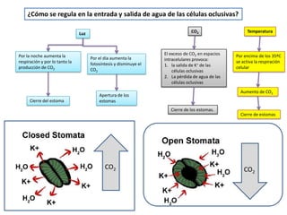 ¿Cómo se regula en la entrada y salida de agua de las células oclusivas?

                                Luz                                              CO2                    Temperatura




Por la noche aumenta la                                             El exceso de CO2 en espacios   Por encima de los 35ºC
                                      Por el día aumenta la         intracelulares provoca:
respiración y por lo tanto la         fotosíntesis y disminuye el                                  se activa la respiración
producción de CO2                                                   1. la salida de K+ de las      celular
                                      CO2                               células oclusivas
                                                                    2. La pérdida de agua de las
                                                                        células oclusivas
                                                                                                     Aumento de CO2
                                          Apertura de los
      Cierre del estoma                   estomas
                                                                       Cierre de los estomas.
                                                                                                     Cierre de estomas




                                             CO2                                                       CO2
 