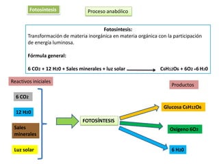 Fotosíntesis             Proceso anabólico


                                        Fotosíntesis:
        Transformación de materia inorgánica en materia orgánica con la participación
        de energía luminosa.

        Fórmula general:

        6 CO2 + 12 H20 + Sales minerales + luz solar              C6H12O6 + 6O2 +6 H20

Reactivos iniciales
                                                                       Productos

  6 CO2
                                                                    Glucosa C6H12O6
  12 H20
                                FOTOSÍNTESIS
 Sales                                                                Oxígeno 6O2
 minerales

 Luz solar                                                             6 H20
 