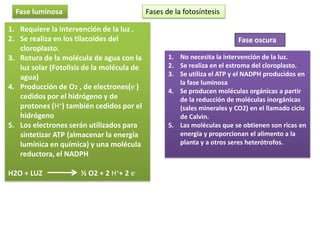 Fase luminosa                             Fases de la fotosíntesis

1. Requiere la intervención de la luz .
2. Se realiza en los tilacoides del                                       Fase oscura
   cloroplasto.
3. Rotura de la molécula de agua con la            1. No necesita la intervención de la luz.
   luz solar (Fotolisis de la molécula de          2. Se realiza en el estroma del cloroplasto.
   agua)                                           3. Se utiliza el ATP y el NADPH producidos en
                                                      la fase luminosa
4. Producción de O2 , de electrones(e-)
                                                   4. Se producen moléculas orgánicas a partir
   cedidos por el hidrógeno y de                      de la reducción de moléculas inorgánicas
   protones (H+) también cedidos por el               (sales minerales y CO2) en el llamado ciclo
   hidrógeno                                          de Calvin.
5. Los electrones serán utilizados para            5. Las moléculas que se obtienen son ricas en
   sintetizar ATP (almacenar la energía               energía y proporcionan el alimento a la
   lumínica en química) y una molécula                planta y a otros seres heterótrofos.
   reductora, el NADPH

H2O + LUZ             ½ O2 + 2 H++ 2 e-
 