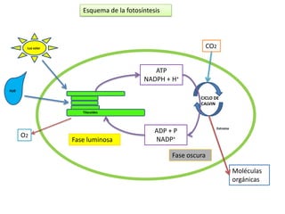 Esquema de la fotosíntesis




       Luz solar                                             CO2


                                             ATP
                                          NADPH + H+
H20
                                                            CICLO DE
                                                            CALVIN
                      Tilacoides



                                                                  Estroma
                                              ADP + P
      O2
                   Fase luminosa              NADP+

                                                   Fase oscura

                                                                            Moléculas
                                                                            orgánicas
 