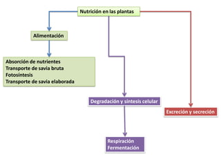 Nutrición en las plantas



           Alimentación



Absorción de nutrientes
Transporte de savia bruta
Fotosíntesis
Transporte de savia elaborada


                                    Degradación y síntesis celular
                                                                     Excreción y secreción




                                            Respiración
                                            Fermentación
 