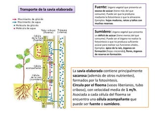 Fuente: órgano vegetal que presenta un
Transporte de la savia elaborada                 exceso de azúcar (tiene más del que
                                                 consume). Puede ser que la produzca
                                                 mediante la fotosíntesis o que la almacene.
                                                 Ejemplos: hojas maduras, raíces y tallos con
                                                 muchas reservas.


                                                 Sumidero: órgano vegetal que presenta
                                                 un déficit de azúcar (tiene menos del que
                                                 consume). Puede ser el órgano no realice la
                                                 fotosíntesis o que no produzca suficiente
                                                 azúcar para realizar sus funciones vitales..
                                                 Ejemplos: ápice de la raíz, órganos en
                                                 formación (hojas creciendo), flores, órganos
                                                 de reserva en formación.




                                   La savia elaborada contiene principalmente
                                   sacarosa (además de otros nutrientes),
                                   formados por la fotosíntesis.
                                   Circula por el floema (vasos liberianos, tubo
                                   criboso), con velocidad media de 1 m/h.
                                   Asociada a cada célula del floema se
                                   encuentra una célula acompañante que
                                   puede ser fuente o sumidero.
 