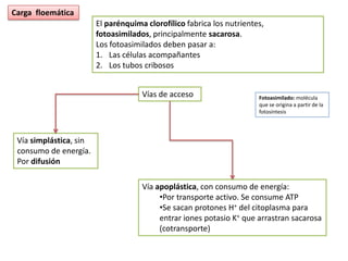 Carga floemática
                        El parénquima clorofílico fabrica los nutrientes,
                        fotoasimilados, principalmente sacarosa.
                        Los fotoasimilados deben pasar a:
                        1. Las células acompañantes
                        2. Los tubos cribosos


                                     Vías de acceso                    Fotoasimilado: molécula
                                                                       que se origina a partir de la
                                                                       fotosíntesis




 Vía simplástica, sin
 consumo de energía.
 Por difusión

                                     Vía apoplástica, con consumo de energía:
                                          •Por transporte activo. Se consume ATP
                                          •Se sacan protones H+ del citoplasma para
                                          entrar iones potasio K+ que arrastran sacarosa
                                          (cotransporte)
 