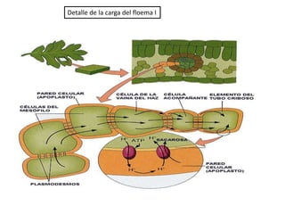 Detalle de la carga del floema I
 