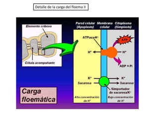 Detalle de la carga del floema II
 