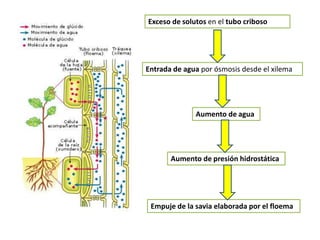 Exceso de solutos en el tubo criboso




Entrada de agua por ósmosis desde el xilema




              Aumento de agua




       Aumento de presión hidrostática




 Empuje de la savia elaborada por el floema
 