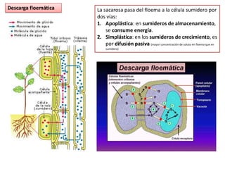 Descarga floemática   La sacarosa pasa del floema a la célula sumidero por
                      dos vías:
                      1. Apoplástica: en sumideros de almacenamiento,
                          se consume energía.
                      2. Simplástica: en los sumideros de crecimiento, es
                          por difusión pasiva (mayor concentración de soluto en floema que en
                          sumidero)
 
