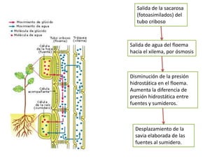 Salida de la sacarosa
   (fotoasimilados) del
   tubo criboso



Salida de agua del floema
hacia el xilema, por ósmosis



Disminución de la presión
hidrostática en el floema.
Aumenta la diferencia de
presión hidrostática entre
fuentes y sumideros.



  Desplazamiento de la
  savia elaborada de las
  fuentes al sumidero.
 