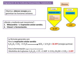 Degradación de las moléculas fotoasimiladas. Catabolismo
                                                                                 Glucosa

                                                            Con oxígeno
                                                                                       Sin oxígeno
  Objetivo: obtener energía para
                                                       Respiración celular            Fermentación
  garantizar las funciones celulares.
                                                        Glucólisis
                                                        Ciclo de Krebs
                                                        Cadena trasnsportadora
                                                        de electrones.


¿Dónde y mediante qué mecanismo? :
1. Mitocondria: la respiración celular aerobia.                                            2 ATP
2. Citosol: la fermentación.
                                                               36 ATP




     La fórmulas generales son:
     Para la respiración celular aerobia
     C6H12O6 + 6 O2 + 6 H2O                6CO2 + 12 H2O + 36 ATP (energía química)

     Para la fermentación (según el tipo de fermentación):
     •Alcohólica de la glucosa: C6H12O6 + 2 Pi + 2 ADP → 2 CH3-CH2OH + 2 CO2 + 2 ATP
 