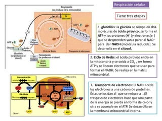 Respiración celular

                  Tiene tres etapas

     1. glucolisis: la glucosa se rompe en dos
     moléculas de ácido pirúvico, se forma el
     ATP y los protones (H+ )y electrones(e- )
     que se desprenden van a parar al NAD+
     para dar NADH (molécula reducida). Se
     desarrolla en el citosol.

2. Ciclo de Krebs: el ácido pirúvico entra en
la mitocondria y se oxida a CO2 , ser forma
ATP y se liberan electrones que se usan para
formar el NADH. Se realiza en la matriz
mitocondrial.

3. Transporte de electrones: El NADH cede
los electrones a una cadena de proteínas.
Éstas se los dan al que se reduce a . El
traspaso de electrones hace que una parte
de la energía se pierda en forma de calor y
otra se acumule en el ATP. Se desarrolla en
la membrana mitocondrial interna.
 