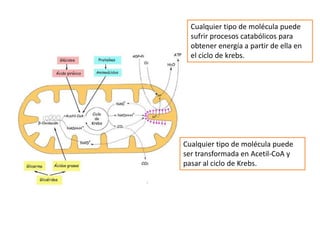 Cualquier tipo de molécula puede
  sufrir procesos catabólicos para
  obtener energía a partir de ella en
  el ciclo de krebs.




Cualquier tipo de molécula puede
ser transformada en Acetil-CoA y
pasar al ciclo de Krebs.
 