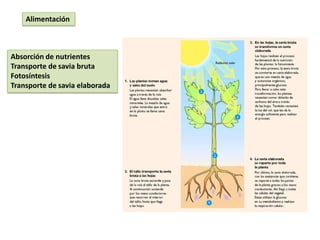 Alimentación



Absorción de nutrientes
Transporte de savia bruta
Fotosíntesis
Transporte de savia elaborada
 