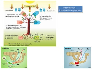 Interrelación
fotosíntesis-respiración
 