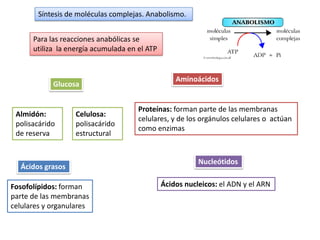 Síntesis de moléculas complejas. Anabolismo.


      Para las reacciones anabólicas se
      utiliza la energía acumulada en el ATP


                                                   Aminoácidos
            Glucosa


                                      Proteínas: forman parte de las membranas
 Almidón:          Celulosa:
                                      celulares, y de los orgánulos celulares o actúan
 polisacárido      polisacárido
                                      como enzimas
 de reserva        estructural


                                                          Nucleótidos
  Ácidos grasos

Fosofolípidos: forman                          Ácidos nucleicos: el ADN y el ARN
parte de las membranas
celulares y organulares
 