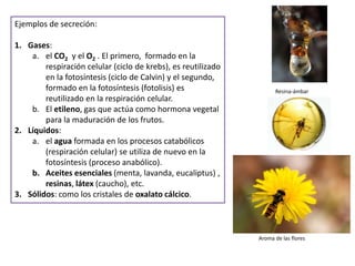 Ejemplos de secreción:

1. Gases:
    a. el CO2 y el O2 . El primero, formado en la
        respiración celular (ciclo de krebs), es reutilizado
        en la fotosíntesis (ciclo de Calvin) y el segundo,
        formado en la fotosíntesis (fotolisis) es                    Resina-ámbar
        reutilizado en la respiración celular.
    b. El etileno, gas que actúa como hormona vegetal
        para la maduración de los frutos.
2. Líquidos:
    a. el agua formada en los procesos catabólicos
        (respiración celular) se utiliza de nuevo en la
        fotosíntesis (proceso anabólico).
    b. Aceites esenciales (menta, lavanda, eucaliptus) ,
        resinas, látex (caucho), etc.
3. Sólidos: como los cristales de oxalato cálcico.



                                                               Aroma de las flores
 
