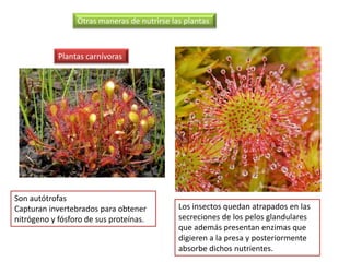 Otras maneras de nutrirse las plantas



            Plantas carnívoras




Son autótrofas
Capturan invertebrados para obtener          Los insectos quedan atrapados en las
nitrógeno y fósforo de sus proteínas.        secreciones de los pelos glandulares
                                             que además presentan enzimas que
                                             digieren a la presa y posteriormente
                                             absorbe dichos nutrientes.
 