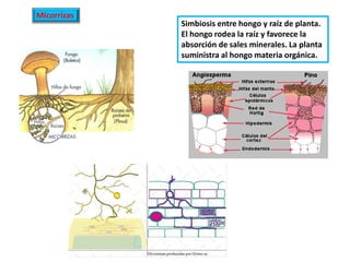 Micorrizas
             Simbiosis entre hongo y raíz de planta.
             El hongo rodea la raíz y favorece la
             absorción de sales minerales. La planta
             suministra al hongo materia orgánica.
 