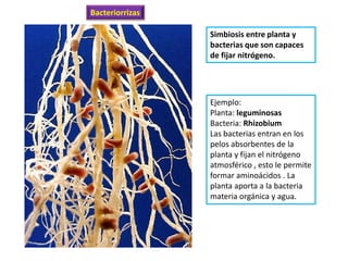 Bacteriorrizas

                 Simbiosis entre planta y
                 bacterias que son capaces
                 de fijar nitrógeno.




                 Ejemplo:
                 Planta: leguminosas
                 Bacteria: Rhizobium
                 Las bacterias entran en los
                 pelos absorbentes de la
                 planta y fijan el nitrógeno
                 atmosférico , esto le permite
                 formar aminoácidos . La
                 planta aporta a la bacteria
                 materia orgánica y agua.
 