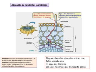 Absorción de nutrientes inorgánicos




Apoplasto: conjunto de espacios intercelulares y de   El agua y las sales minerales entran por:
las estructuras vegetales excepto el citoplasma.
Simplasto: conjunto de citoplasmas celulares
                                                      Pelos absorbentes
unidos entre sí mediante orificios en las paredes      El agua por ósmosis
celulares, llamados plasmodesmos.
                                                      Las sales minerales por transporte activo.
 