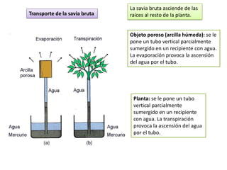 La savia bruta asciende de las
Transporte de la savia bruta   raíces al resto de la planta.


                               Objeto poroso (arcilla húmeda): se le
                               pone un tubo vertical parcialmente
                               sumergido en un recipiente con agua.
                               La evaporación provoca la ascensión
                               del agua por el tubo.




                                Planta: se le pone un tubo
                                vertical parcialmente
                                sumergido en un recipiente
                                con agua. La transpiración
                                provoca la ascensión del agua
                                por el tubo.
 