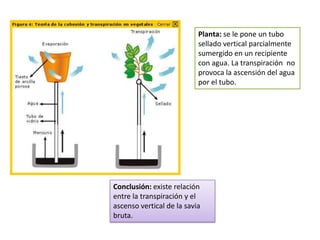 Planta: se le pone un tubo
                           sellado vertical parcialmente
                           sumergido en un recipiente
                           con agua. La transpiración no
                           provoca la ascensión del agua
                           por el tubo.




Conclusión: existe relación
entre la transpiración y el
ascenso vertical de la savia
bruta.
 