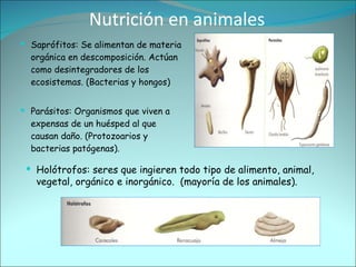 Saprófitos: Se alimentan de materia orgánica en descomposición. Actúan como desintegradores de los ecosistemas. (Bacterias y hongos) Parásitos: Organismos que viven a expensas de un huésped al que causan daño. (Protozoarios y bacterias patógenas). Nutrición en animales Holótrofos: seres que ingieren todo tipo de alimento, animal, vegetal, orgánico e inorgánico.  (mayoría de los animales). 