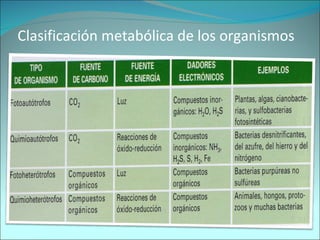 Clasificación metabólica de los organismos 