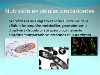Nutrición en células procariontes Secretan enzimas digestivas hacia el exterior de la célula, y los pequeños metabolitos generados por la digestión extracelular son absorbidos mediante proteínas transportadoras presentes en la membrana plasmática. 