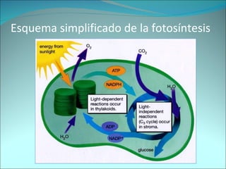 Esquema simplificado de la fotosíntesis 