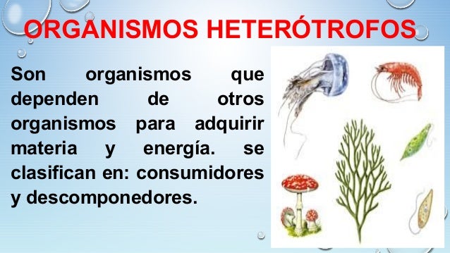 CLASIFICACIÓN DE NUTRIENTES Y NUTRICIÓN DE LOS SERES VIVOS