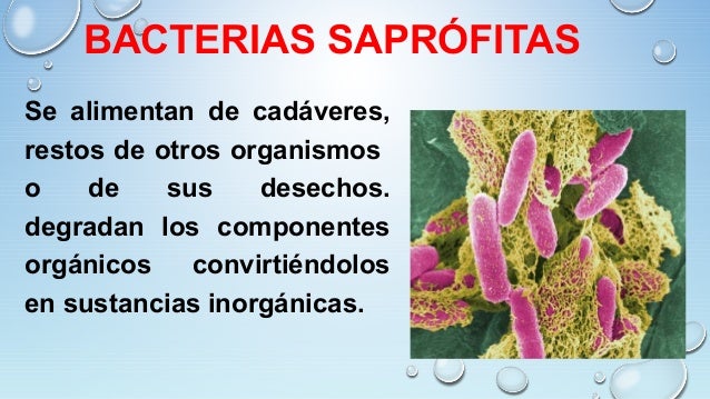 CLASIFICACIÓN DE NUTRIENTES Y NUTRICIÓN DE LOS SERES VIVOS. Lic Javie…