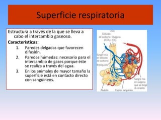 Superficie respiratoria
Estructura a través de la que se lleva a
   cabo el intercambio gaseoso.
Características:
    1.   Paredes delgadas que favorecen
         difusión.
    2.   Paredes húmedas: necesario para el
         intercambio de gases porque éste
         se realiza a través del agua.
    3.   En los animales de mayor tamaño la
         superficie está en contacto directo
         con sanguíneos.
 