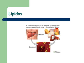 Lípidos 