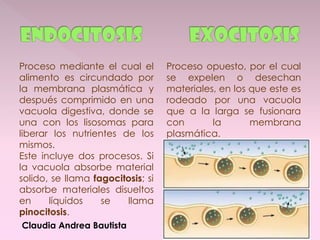 Proceso mediante el cual el        Proceso opuesto, por el cual
alimento es circundado por         se expelen o desechan
la membrana plasmática y           materiales, en los que este es
después comprimido en una          rodeado por una vacuola
vacuola digestiva, donde se        que a la larga se fusionara
una con los lisosomas para         con       la       membrana
liberar los nutrientes de los      plasmática.
mismos.
Este incluye dos procesos. Si
la vacuola absorbe material
solido, se llama fagocitosis; si
absorbe materiales disueltos
en     líquidos    se   llama
pinocitosis.
Claudia Andrea Bautista
 