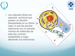  Los radicales libres son
  especies químicas que
  poseen un electrón
  desapareado en su última
  capa, lo que les permite
  reaccionar con un elevado
  número de moléculas de
  todo tipo, primero
  oxidándolas y luego
  afectando sus estructuras.
 